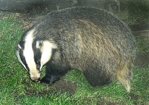 Badger (c)www.northeastwildlife.co.uk