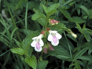 Bastard Balm - (c) Dr Chris Gibson / Natural England