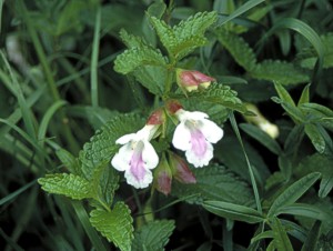 Bastard Balm - (c) Dr Chris Gibson / Natural England