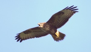 Buzzard (c) www.northeastwildlife.co.uk