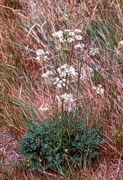 Cornish Bladderseed (c) Paul Gainey