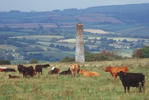 Cows around the historic arsenic flue chimney at Deer Park Farm Luckett