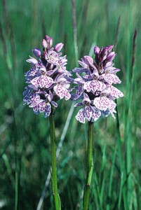 Heath Spotted Orchid - (c) David Glaves / Natural England