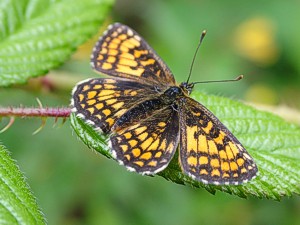 Heath Fritillary butterfly (c)Butterfly Conservation / Caroline Bulman