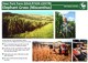 Deer Park Farm info card - Miscanthus