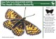 Heath Fritillary info card from Deer Park Farm