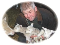 Lambs at Deer Park Farm