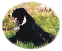 The sheepdog, Ross, at Deer Park Farm