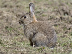 Rabbit (c)www.northeastwildlife.co.uk