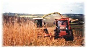 Miscanthus - a renewable energy crop at Deer Park Farm