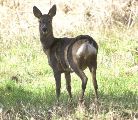 Roe Deer (c)www.northeastwildlife.co.uk